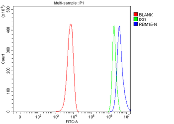 RBM15 Rabbit Polyclonal Antibody
