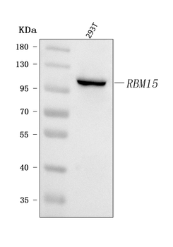 RBM15 Rabbit Polyclonal Antibody