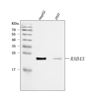 RAB43 Rabbit Polyclonal Antibody