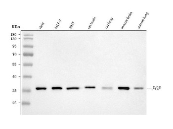 PGP Rabbit Polyclonal Antibody