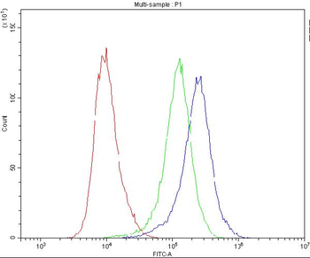 Caspase 8/CASP8 Rabbit Polyclonal Antibody