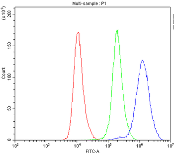 Caspase 8/CASP8 Rabbit Polyclonal Antibody