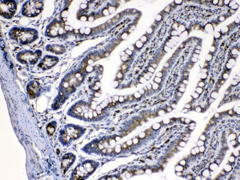Caspase 8/CASP8 Rabbit Polyclonal Antibody