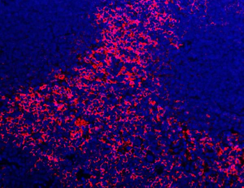 F4/80/Adgre1 Antibody