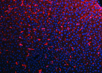 F4/80/Adgre1 Antibody