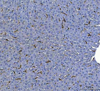 F4/80/Adgre1 Antibody