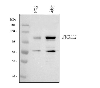 MICALL2 Antibody