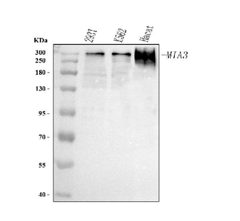MIA3 Rabbit Polyclonal Antibody