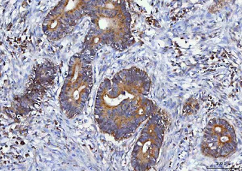 MGME1 Rabbit Polyclonal Antibody