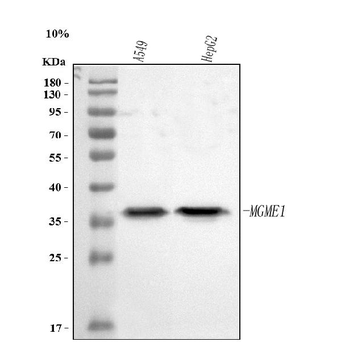 MGME1 Rabbit Polyclonal Antibody