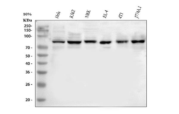 MARK3 Antibody