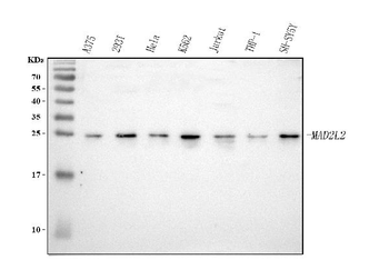 MAD2L2 Rabbit Polyclonal Antibody