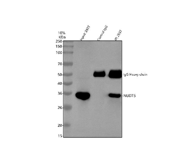 NUDT5 Rabbit Polyclonal Antibody