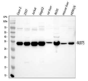 NUDT5 Rabbit Polyclonal Antibody