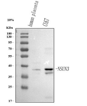 NSUN3 Rabbit Polyclonal Antibody