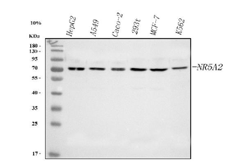 NR5A2 Antibody