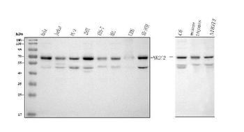 NR2C2 Antibody
