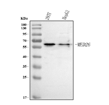 MED26 Antibody