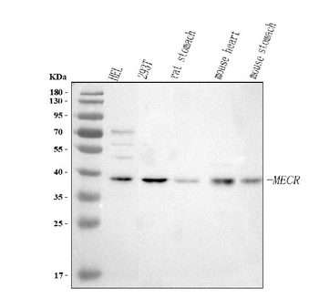 MECR Rabbit Polyclonal Antibody
