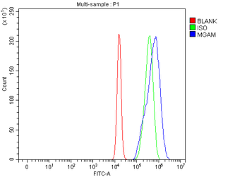 MGAM Rabbit Polyclonal Antibody