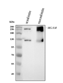 MGAM Rabbit Polyclonal Antibody