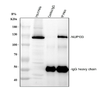 NUP133 Rabbit Polyclonal Antibody
