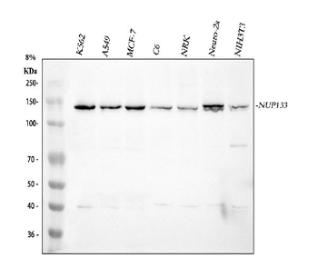 NUP133 Rabbit Polyclonal Antibody