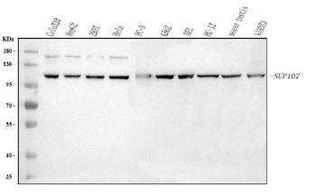 NUP107 Rabbit Polyclonal Antibody