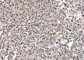 NUMA/NUMA1 Rabbit Polyclonal Antibody