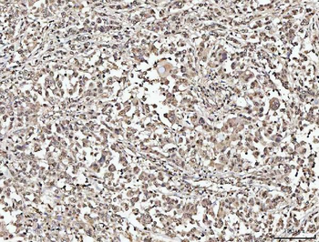 NUMA/NUMA1 Rabbit Polyclonal Antibody