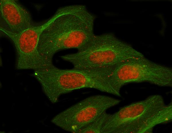 NUFIP1 Rabbit Polyclonal Antibody