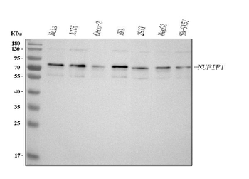 NUFIP1 Rabbit Polyclonal Antibody