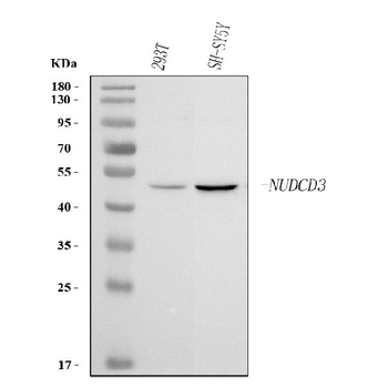 NUDCD3 Antibody