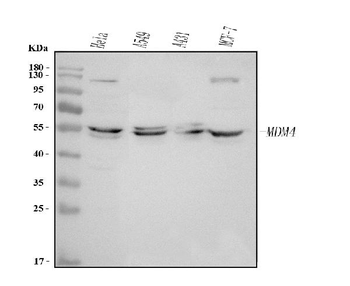 MDMX/MDM4 Rabbit Polyclonal Antibody