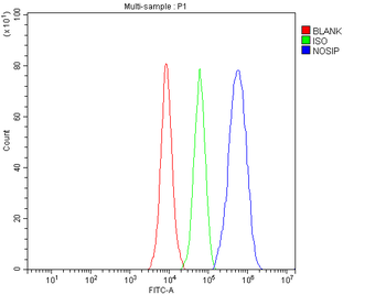 NOSIP Antibody