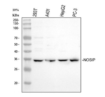 NOSIP Antibody