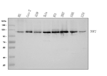 NOP2 Rabbit Polyclonal Antibody