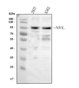 NVL Antibody