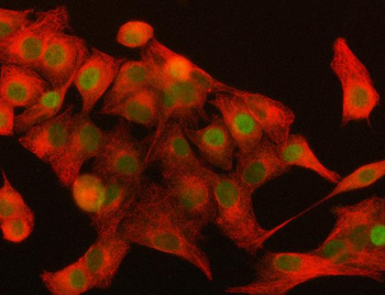 DAX-1/NR0B1/DAX Rabbit Polyclonal Antibody