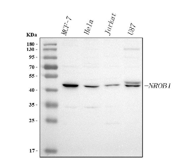DAX-1/NR0B1/DAX Rabbit Polyclonal Antibody