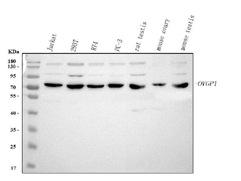 OVGP1 Rabbit Polyclonal Antibody