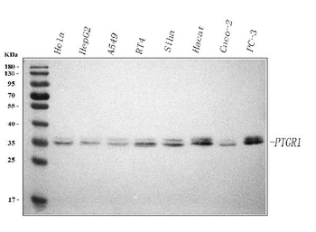 PTGR1 Rabbit Polyclonal Antibody