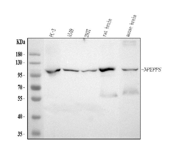 NPEPPS Rabbit Polyclonal Antibody