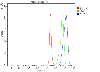 NIT2 Rabbit Polyclonal Antibody