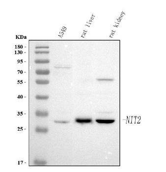 NIT2 Rabbit Polyclonal Antibody