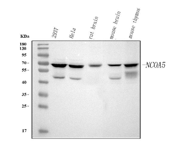NCOA5 Rabbit Polyclonal Antibody