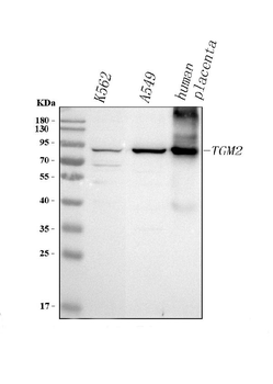 TGM2 Rabbit Polyclonal Antibody