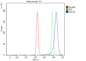 NAT10 Rabbit Polyclonal Antibody
