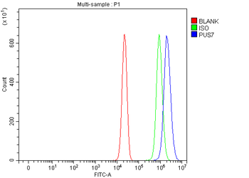 PUS7 Rabbit Polyclonal Antibody