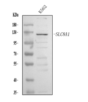 NCX1/SLC8A1 Rabbit Polyclonal Antibody